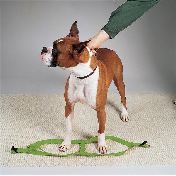 Casual Canine Casual Canine ZA807 09 29 9-15 in. Nylon 2 Step Dog Harness; Green ZA807 09 29